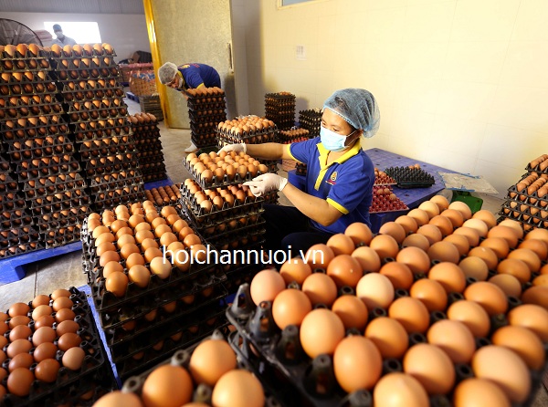 Tổng hợp tình hình xuất – nhập khẩu sản phẩm chăn nuôi và nguyên liệu TACN giai đoạn 2021 – T6.2023