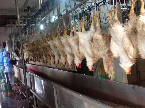 Hà Nội: Cơ sở giết mổ gia súc, gia cầm gặp nhiều khó khăn do Covid-19