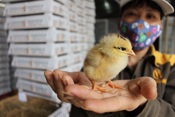 Hội Chăn nuôi Việt Nam kiến nghị Thủ tướng Chính phủ một số giải pháp phát triển chăn nuôi bền vững