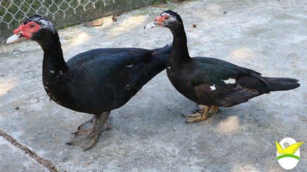 Kết quả bước đầu chọn tạo 2 dòng Ngan từ Ngan R41 nhập nội và Ngan trâu bản địa qua 3 thế hệ