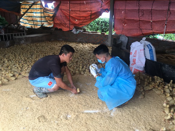 Thực trạng, giải pháp xây dựng vùng, cơ sở an toàn dịch gia súc, gia cầm