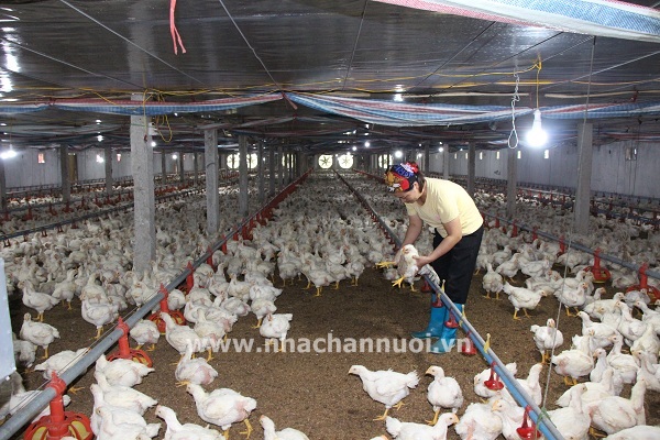 Kiến nghị bổ sung đất cho chăn nuôi vào Luật đất đai sửa đổi