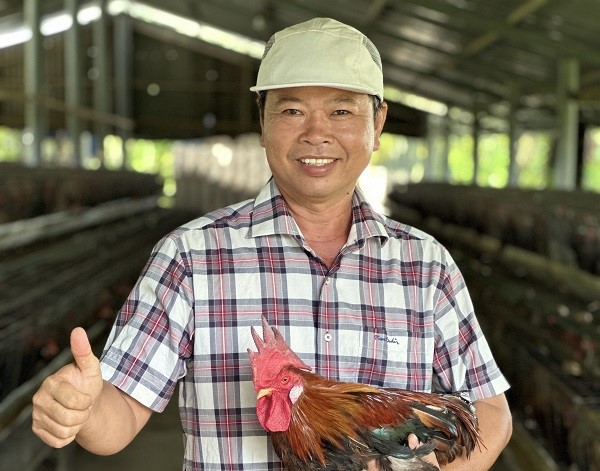 Liên kết chăn nuôi gà tre sạch theo chuỗi: Hướng đi bền vững của người chăn nuôi Tiền Giang