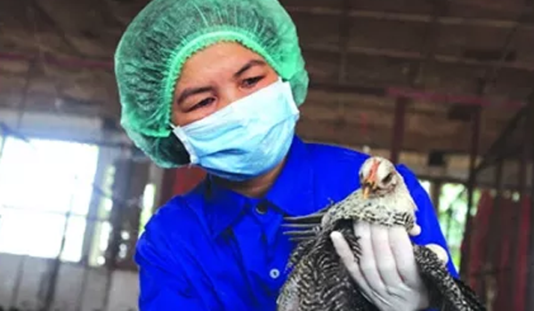 Áp dụng tiến bộ kỹ thuật vào chăn nuôi