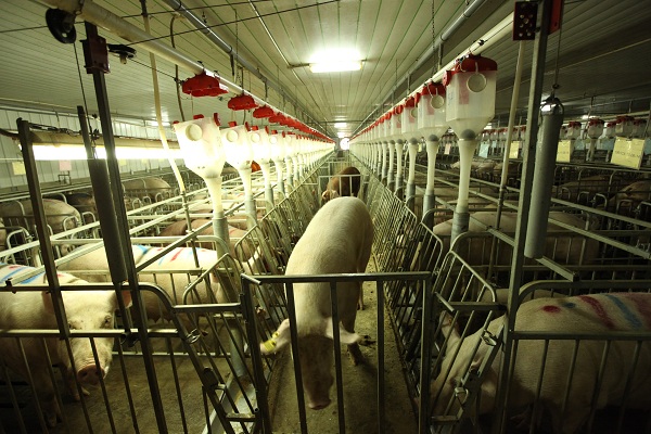 Tiết kiệm chi phí xây dựng chuồng mang thai thông qua cách thức vận hành từ khâu thiết kế