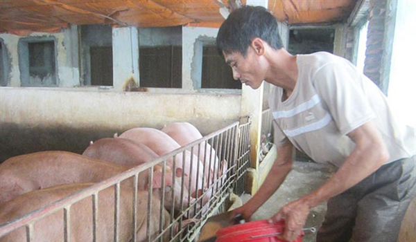 Giá lợn hơi đột ngột đảo chiều, người chăn nuôi tránh đi vào 'vết xe đổ' Giá lợn hơi đột ngột đảo chiều, người chăn nuôi tránh đi vào 'vết xe đổ'