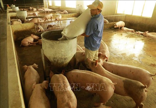 Giá sản phẩm chăn nuôi vẫn giảm