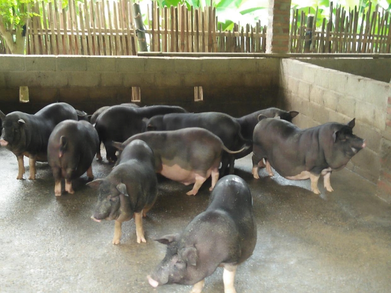 Cần có chính sách hỗ trợ cho ngành chăn nuôi vượt qua giai đoạn khó khăn