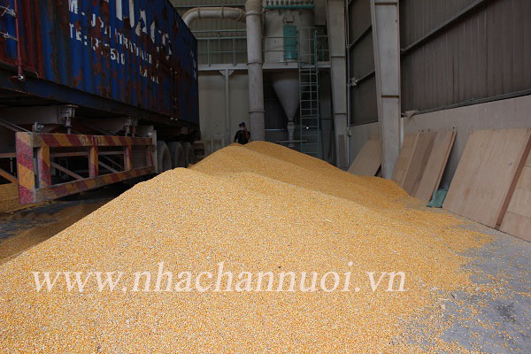 Tình hình nhập khẩu NL TACN năm 2022 và dự báo
