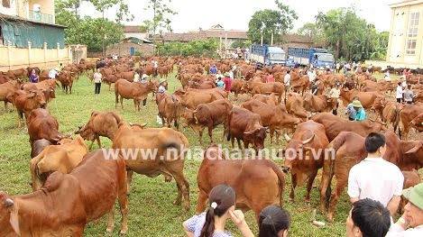 Những điều cần biết về điều kiện chăn nuôi trang trại và nông hộ