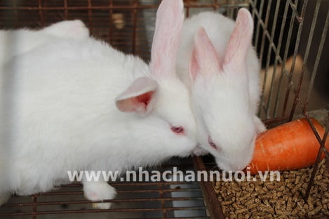 Các biện pháp quản lý đàn thỏ mùa nắng nóng