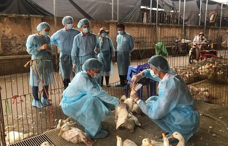 Rà soát, chấn chỉnh tiêm vắc xin phòng bệnh cho đàn vật nuôi