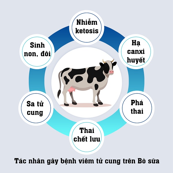 Giải pháp hiệu quả cao chữa bệnh viêm tử cung bò sữa