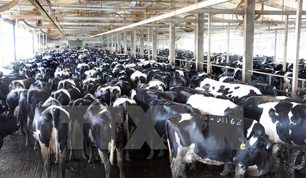 Australia “tấn công” thị trường gia súc Việt Nam
