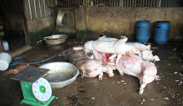 Heo trôi nổi từ lò ra chợ