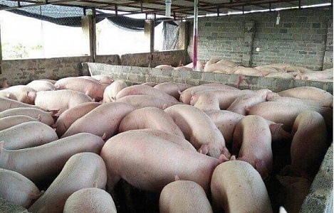 Giá heo hơi hôm nay 10/10: Biến động 1.000 đồng/kg