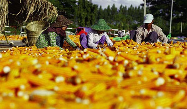 Ngành thức ăn chăn nuôi Myanmar: Dư địa còn rất lớn Ngành thức ăn chăn nuôi Myanmar: Dư địa còn rất lớn