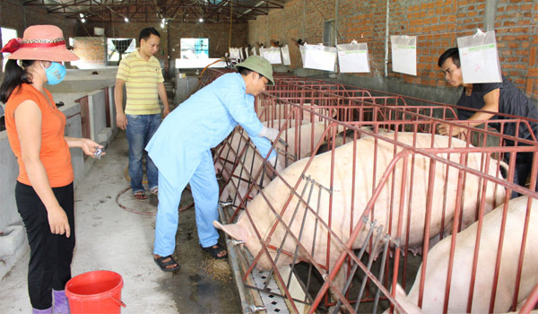 Giá heo hơi mới nhất 24/4: Miền Trung giá hấp dẫn nhất, nuôi heo đang bị thịt nhập khẩu làm khó