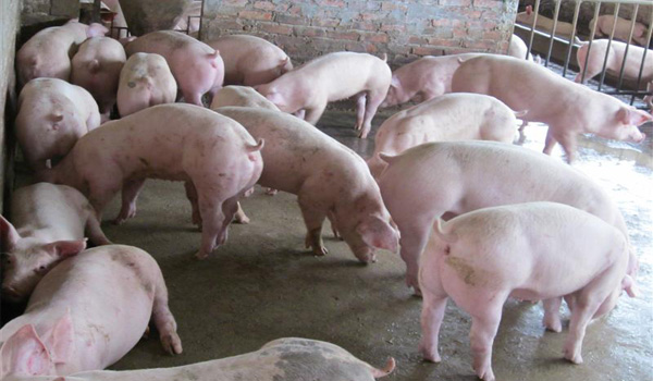 Giá heo hơi hôm nay 2/4: Mức giá cao nhất là 35.000 đồng/kg