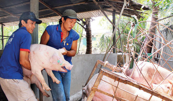 Giá heo hôm nay 11/4: Tăng “phi mã” 5.000 đồng/kg, nhiều nơi đạt ngưỡng gần 40.000 đồng/kg