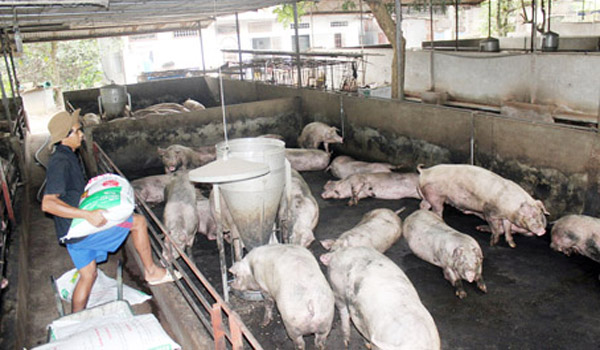 Giá heo hơi liên tục biến động