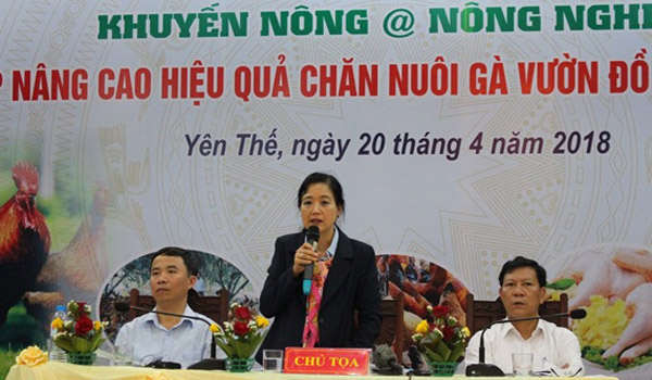 Nâng hiệu quả nuôi gà đồi theo chuỗi giá trị