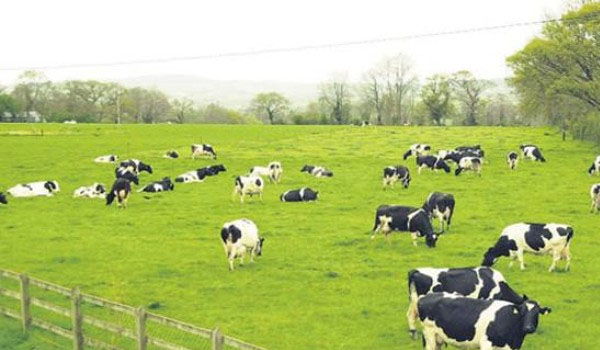 Vilico trình kế hoạch lợi nhuận Công ty mẹ 2017 giảm 28,6%