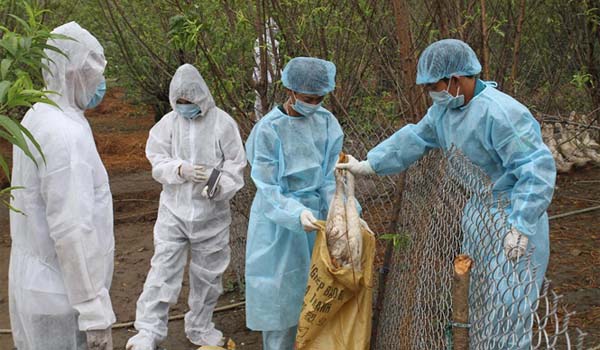 Thủ tướng ra công điện phòng chống cúm A/H7N9