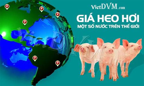 Giá heo hơi tại một số nước trên thế giới