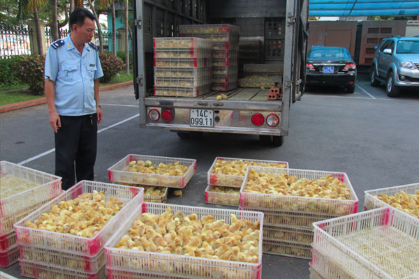 Mối lo gà cúm từ Trung Quốc