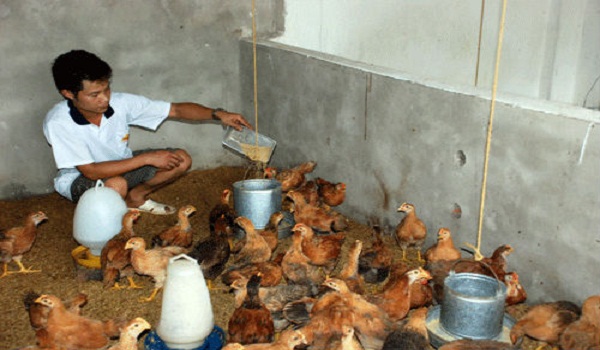 Giá gà giảm sâu, khó tiêu thụ: Nên có “gói 30.000 tỷ đồng” hỗ trợ nông dân