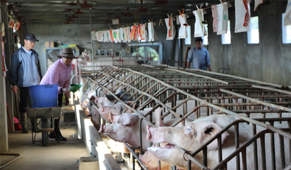 Nhìn lại tình hình chăn nuôi tháng 6/2018