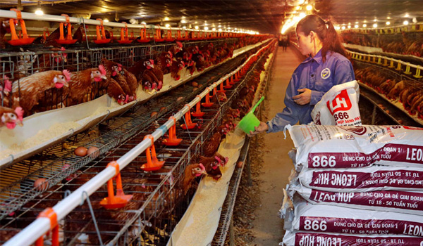 Tiêu thụ nông sản: Vẫn lép vế trên sân nhà