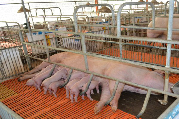 Khẳng định chất lượng giống heo, gà Bình Thắng